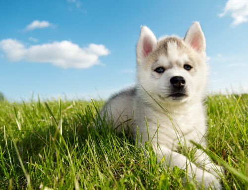 Pet Care Tips for Vacation: How to Prepare Your Pets