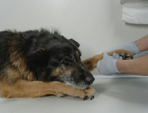 Pet Hot Spots