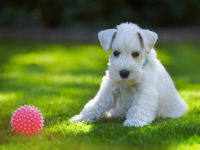 Dog Walking/Exercising