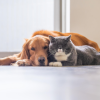 Pet First Aid Awareness