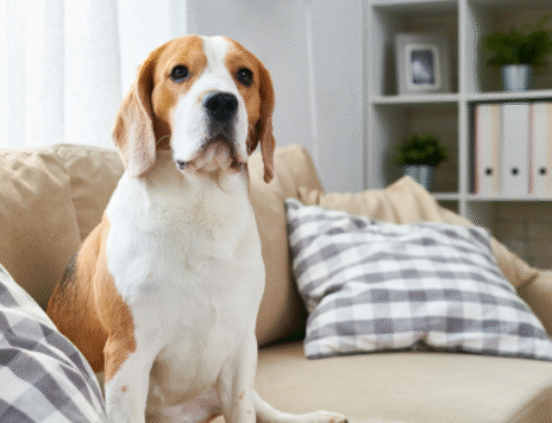 Advantages of In-Home Pet Care