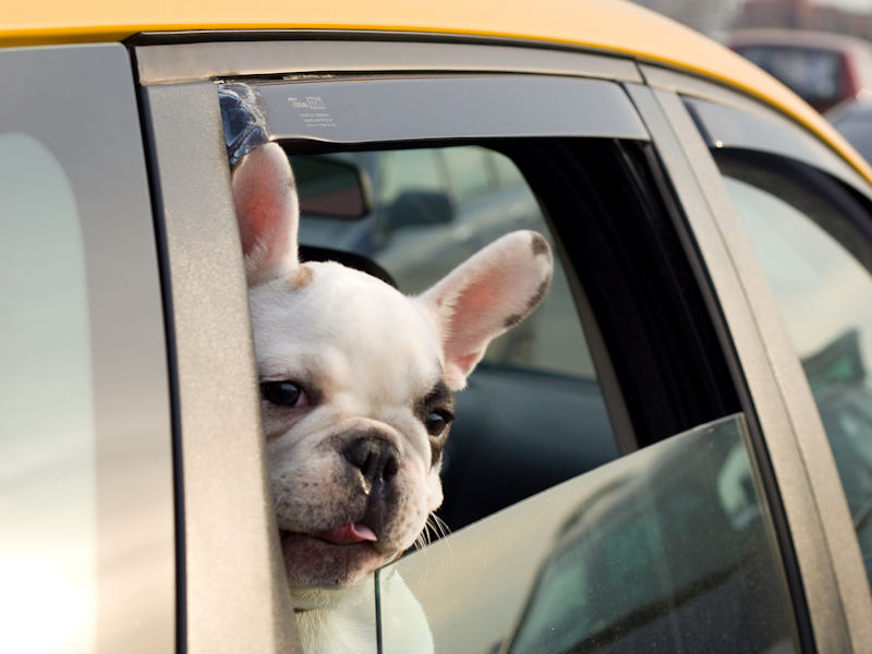 Cuddly Critters Pet Sitting Services of Greenville Dog Pet Sitting