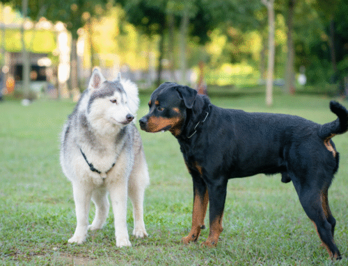 Socializing Your Dog Part II (New Canine Companions)