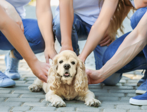 Socializing Your Dog – Part I (The Meet & Greet)