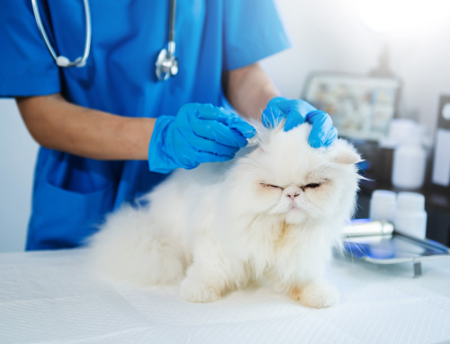 Health Considerations for Your Pet