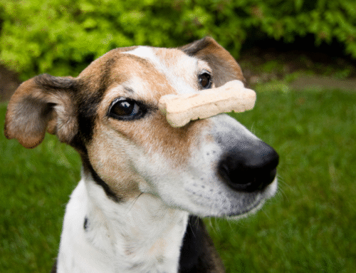 Holiday Treats for Your Pets