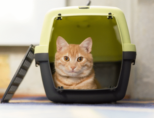 Traveling with Your Pet for the Holidays