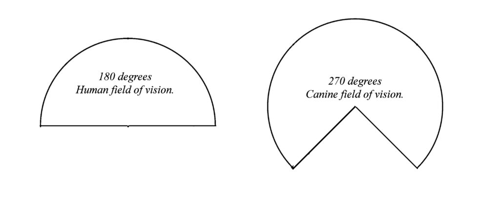 Human and dog field of vision.