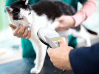 Pet Loss Prevention