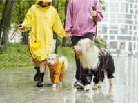 Rainy Day Dog Walking Essentials