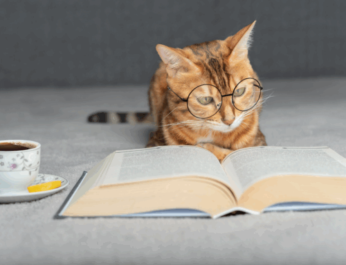 Why Cats Make Amazing Companions