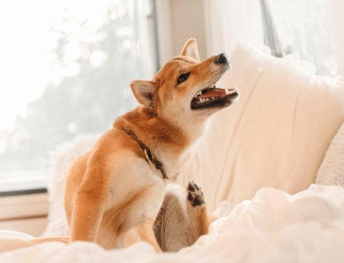 Why Does My Dog Itch?