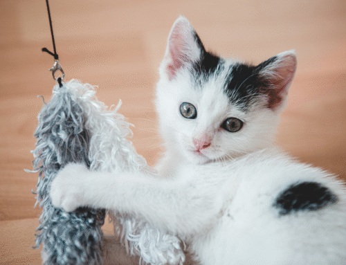 DIY Cat Toys
