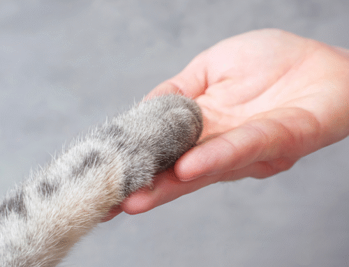 Coping with the Loss of a Beloved Pet