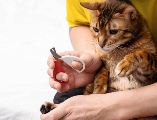 The Importance of Regular Nail Trimming for Your Pet