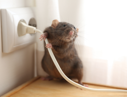 Keeping Pets Safe During Electrical Emergencies