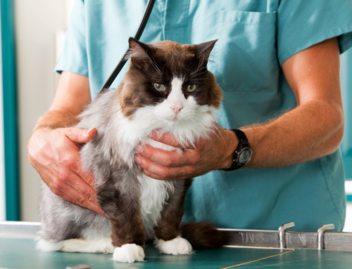 After-Hours Pet Care