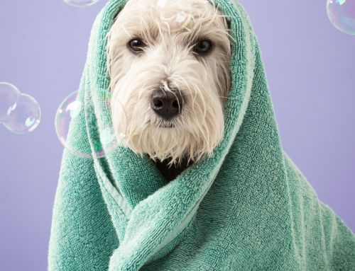 The Importance of Pet Grooming