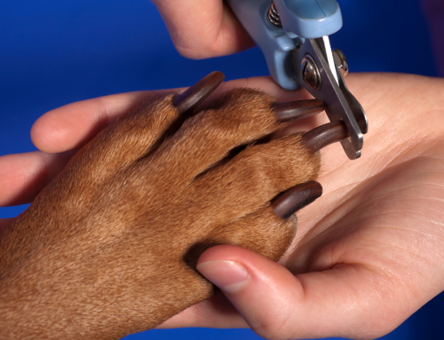 Pet First Aid: How to Handle a Torn or Broken Nail